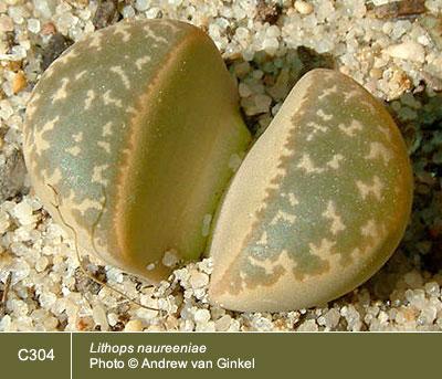 Lithops naureeniae